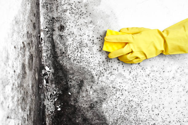 Asbestos and Lead Testing During Mold Inspection in Gilberts, IL