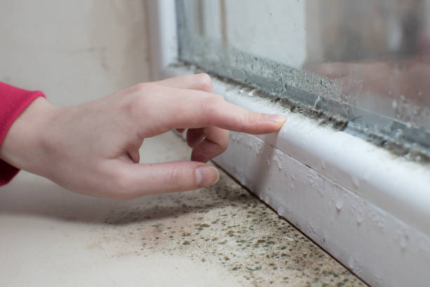 Best Mold Documentation for Insurance Claims  in Gberts, IL