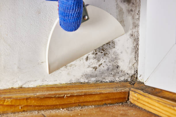Best Post-Construction Mold Inspection  in Gberts, IL